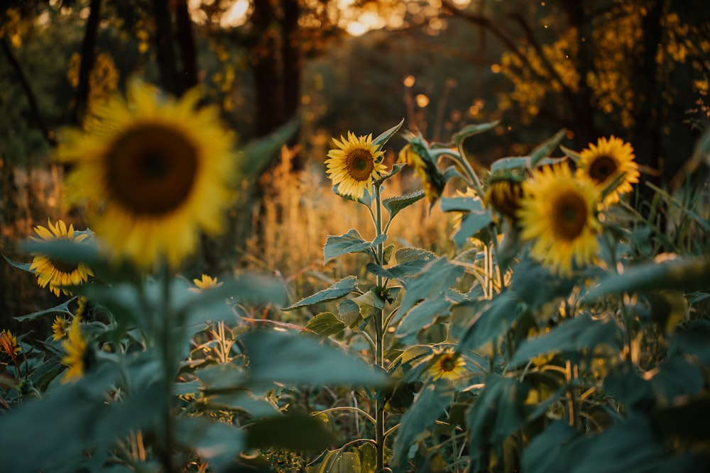 a field of sunflowers with trees in the background