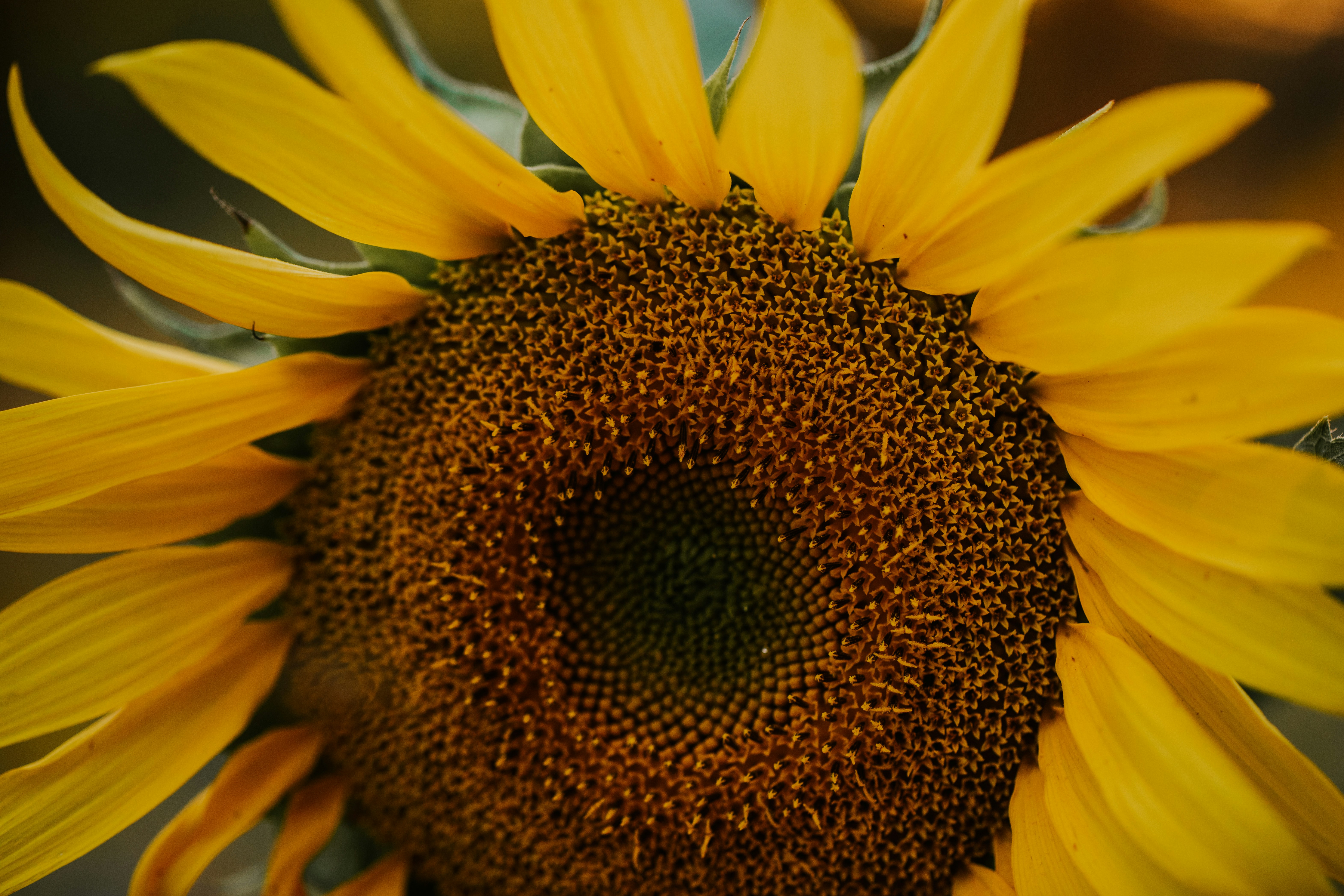 a close up of a sunflower with a blurry background