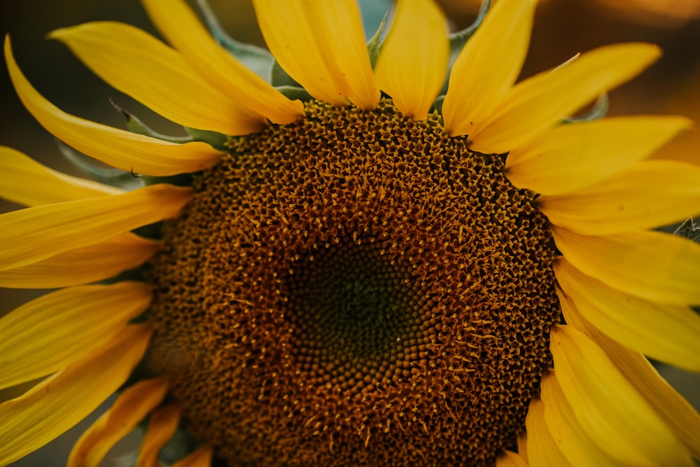 a close up of a sunflower with a blurry background