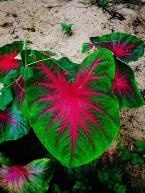 Close up of red laterite soil indicative of tropical climates in West Kalimantan.