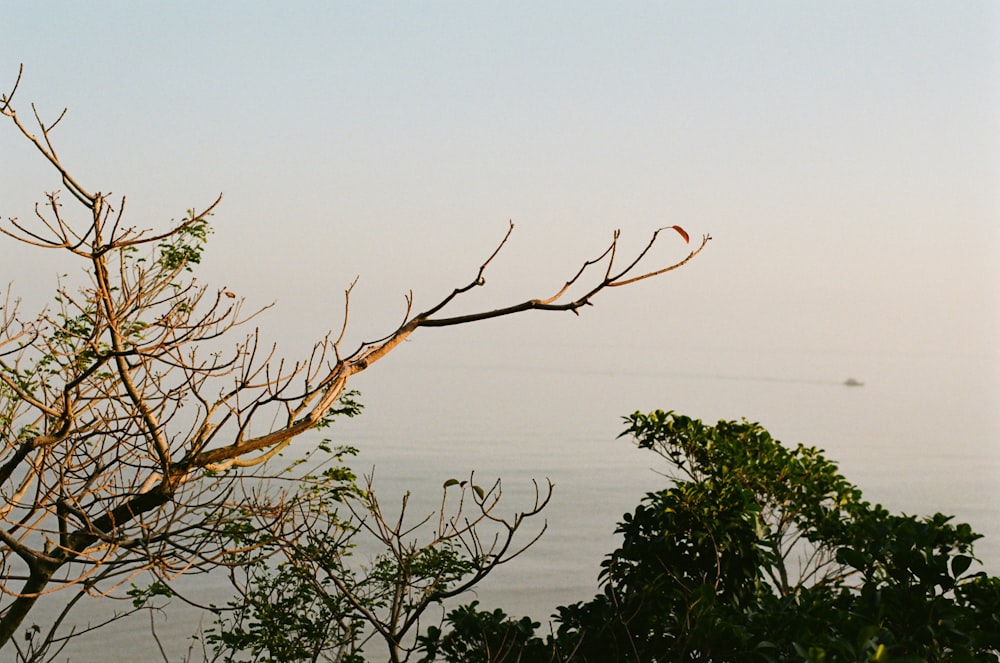 a view of a body of water with trees in the foreground