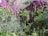 Lush garden overflowing with vibrant purple and pink bougainvillea, interspersed with palm trees and other greenery. A person wearing a yellow cap stands on a ladder, tending to the plants. The scene is enriched with clusters of red fruits on one of the trees.