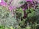 Lush garden overflowing with vibrant purple and pink bougainvillea, interspersed with palm trees and other greenery. A person wearing a yellow cap stands on a ladder, tending to the plants. The scene is enriched with clusters of red fruits on one of the trees.
