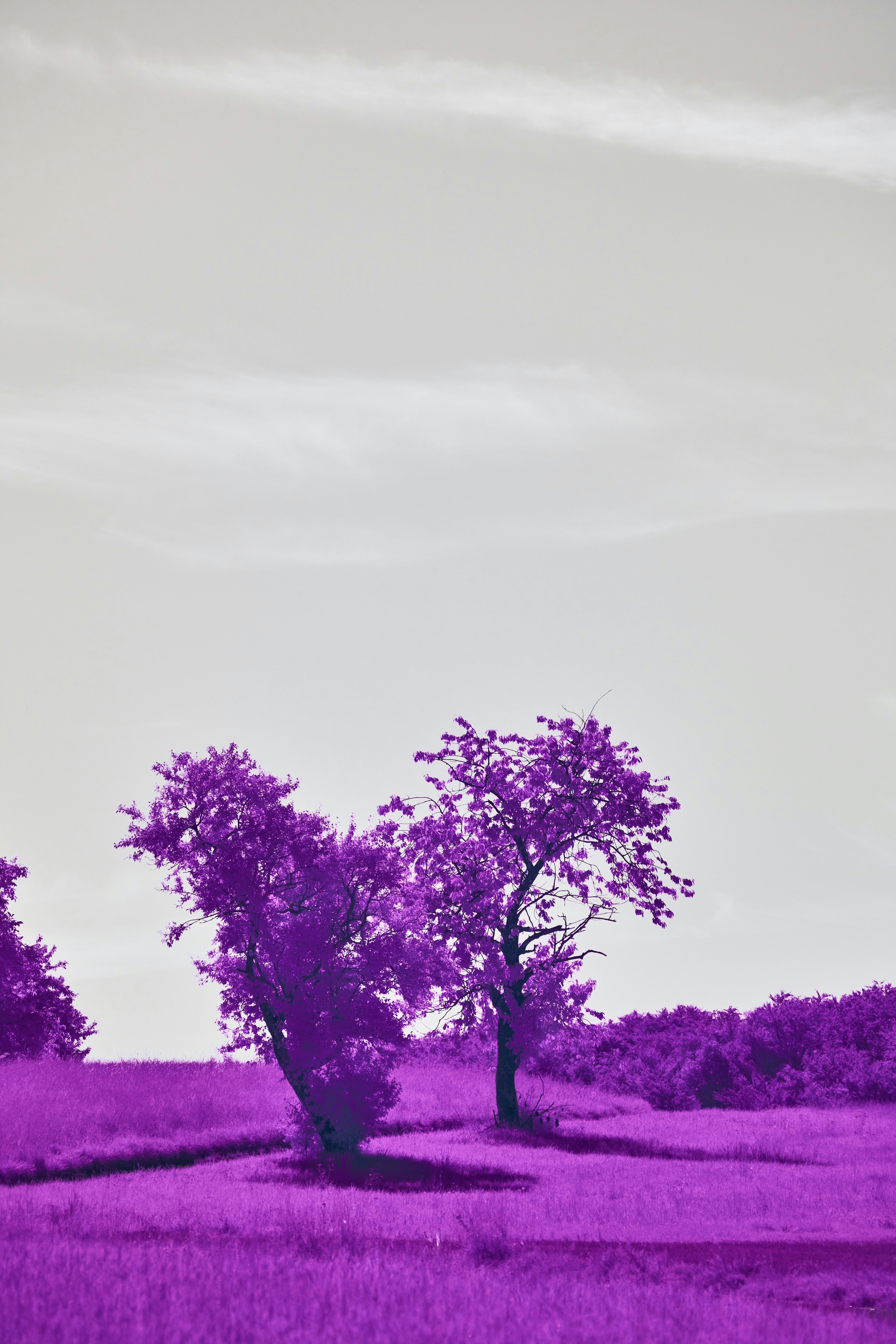 Photo by wolfgang_hasselmann