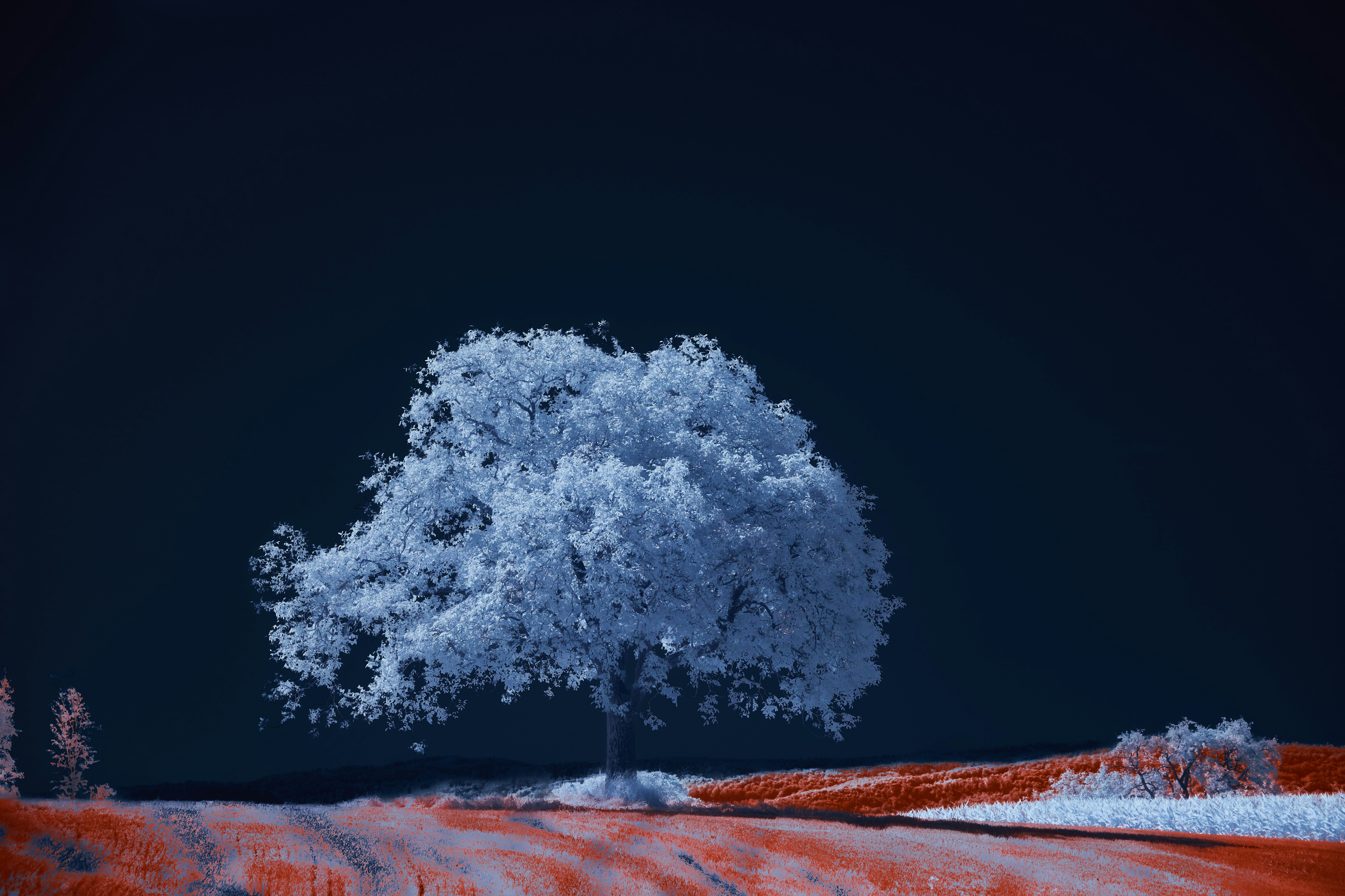 Photo by wolfgang_hasselmann