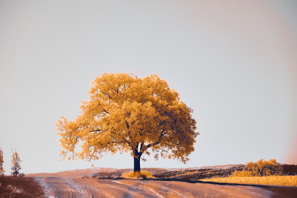 a lone tree on a hill with a sky background