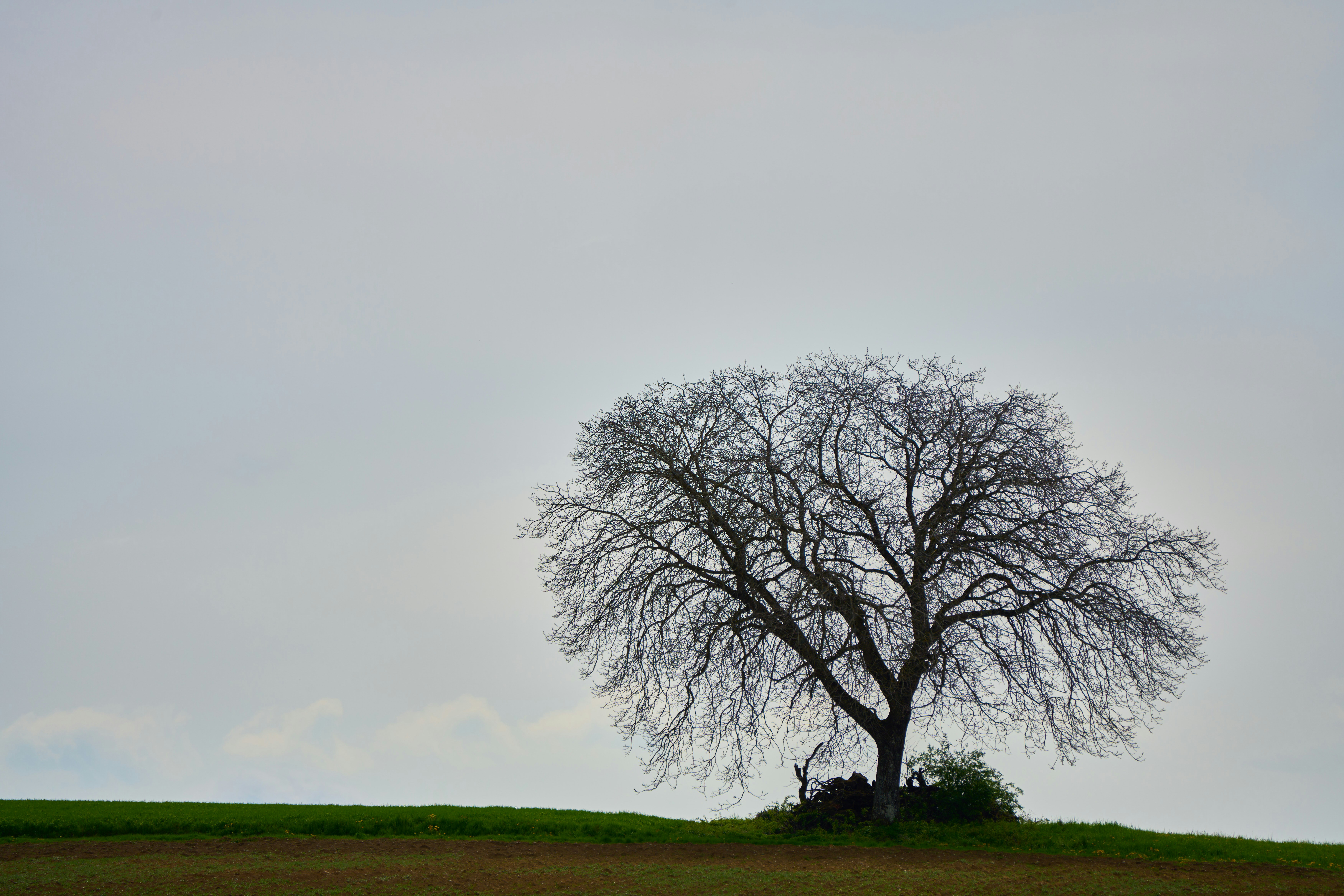 Photo by wolfgang_hasselmann