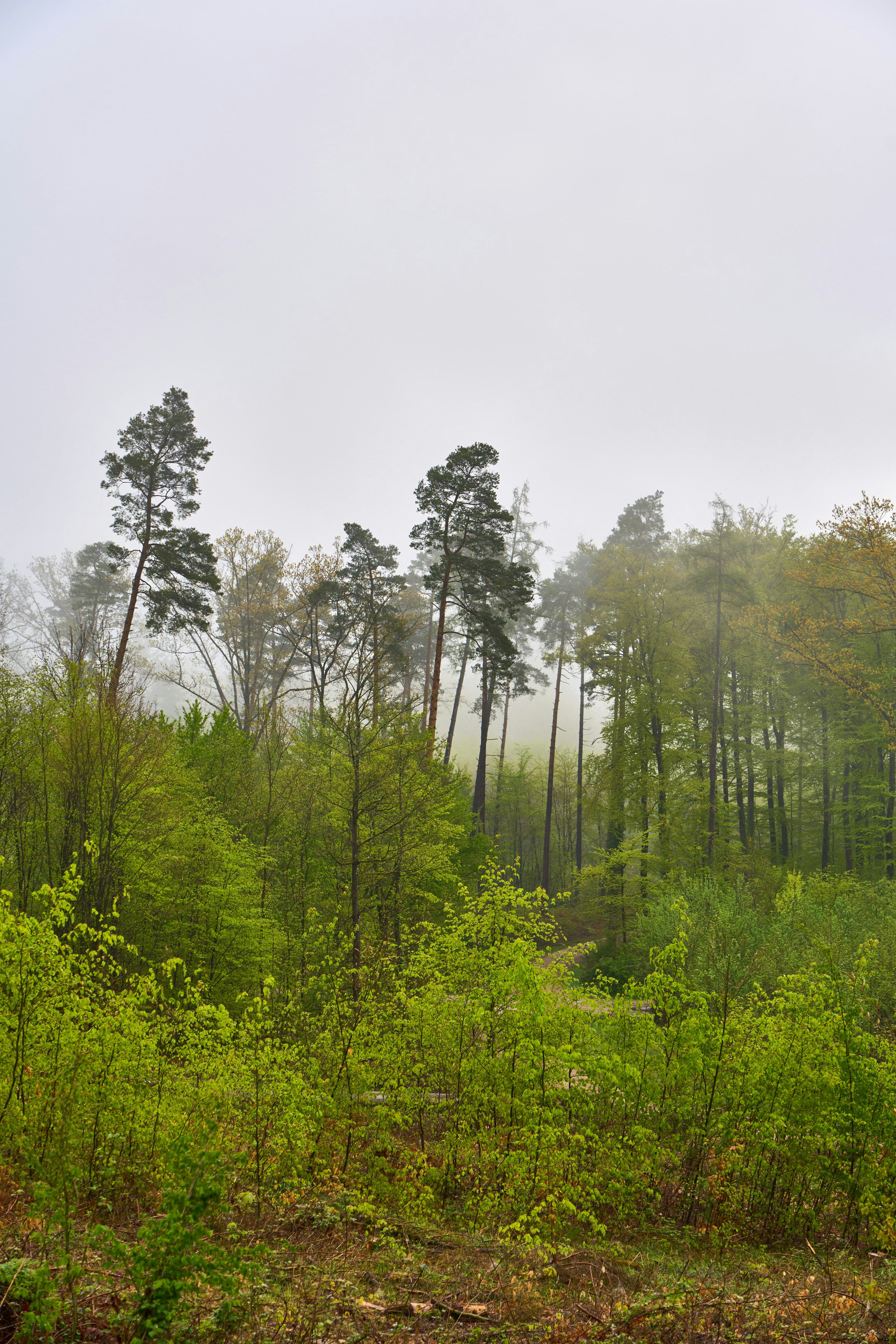 Photo by wolfgang_hasselmann