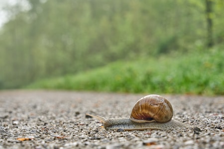 A snail with a brown, spiraled shell slowly moves across a gravel path. The background is blurred, showing green foliage suggesting a natural, outdoor setting.