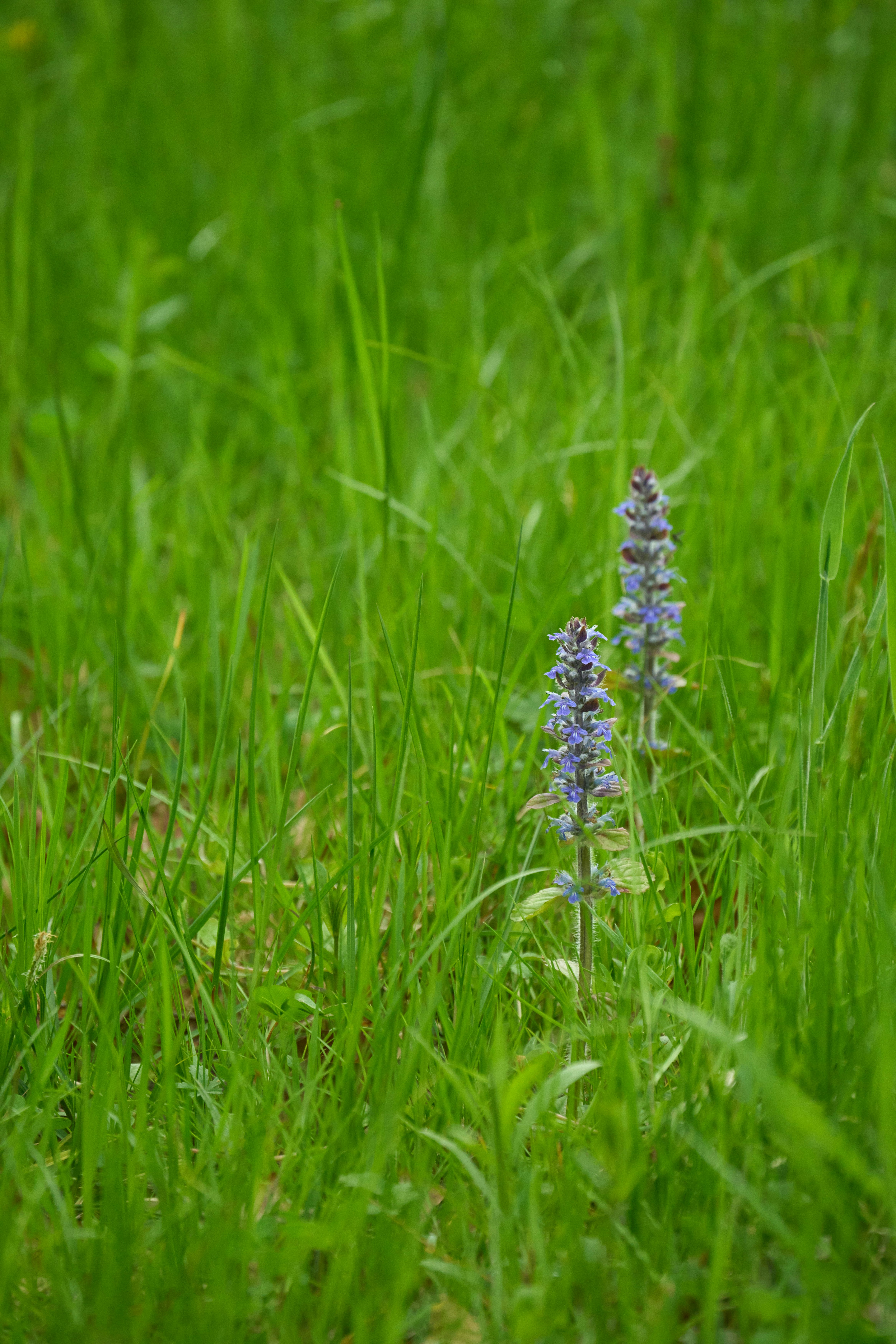 Photo by wolfgang_hasselmann