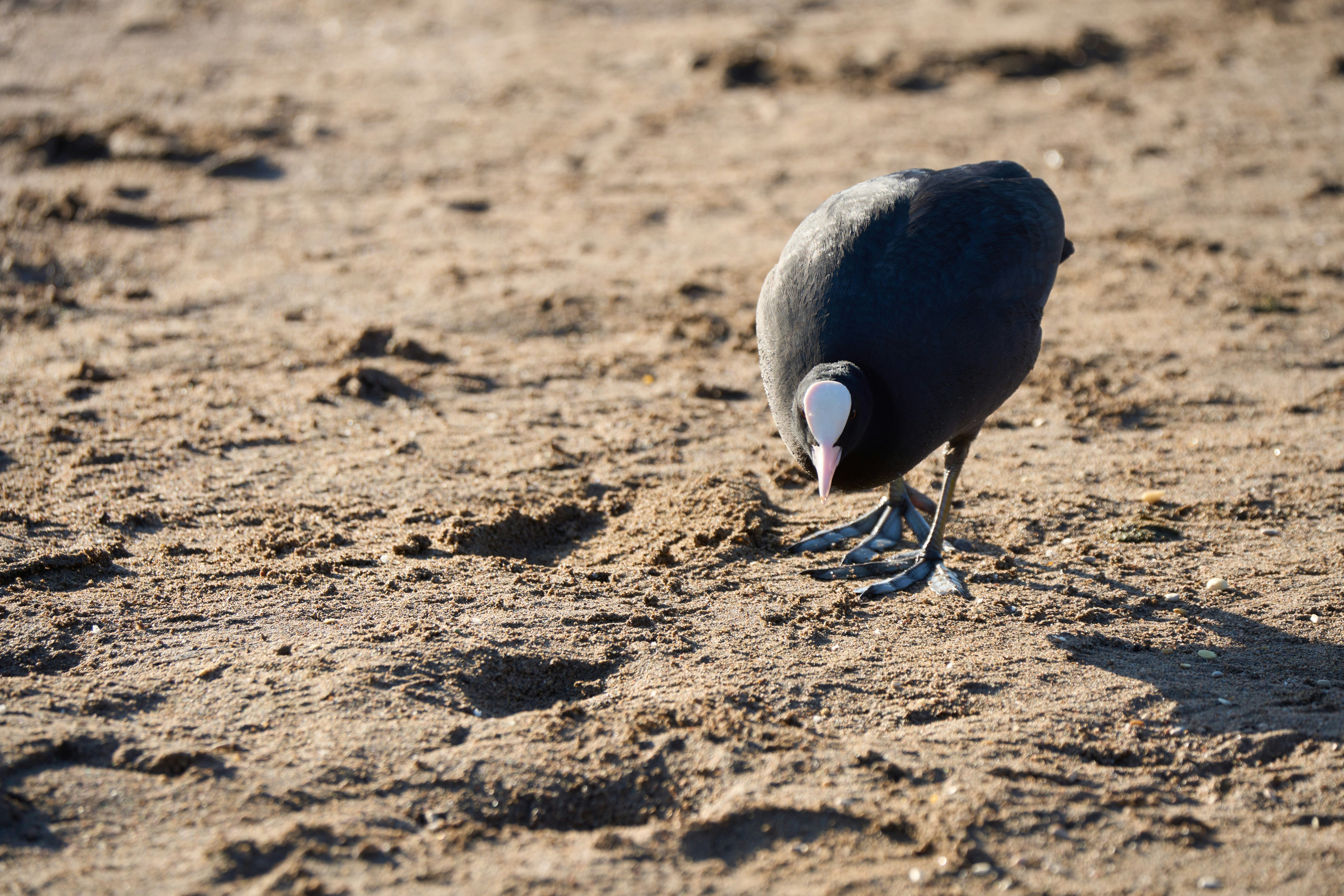 Photo by wolfgang_hasselmann