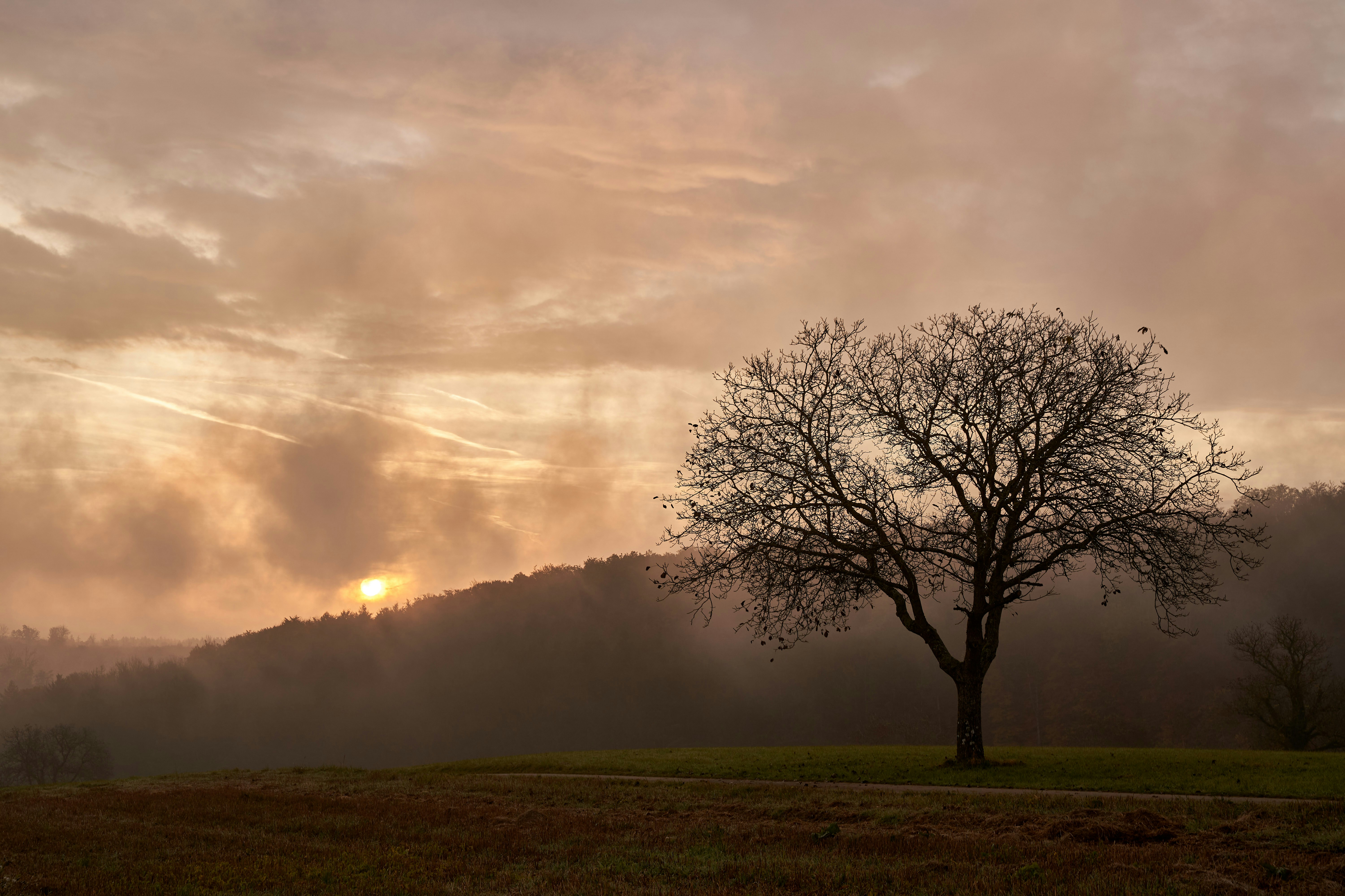 Photo by wolfgang_hasselmann