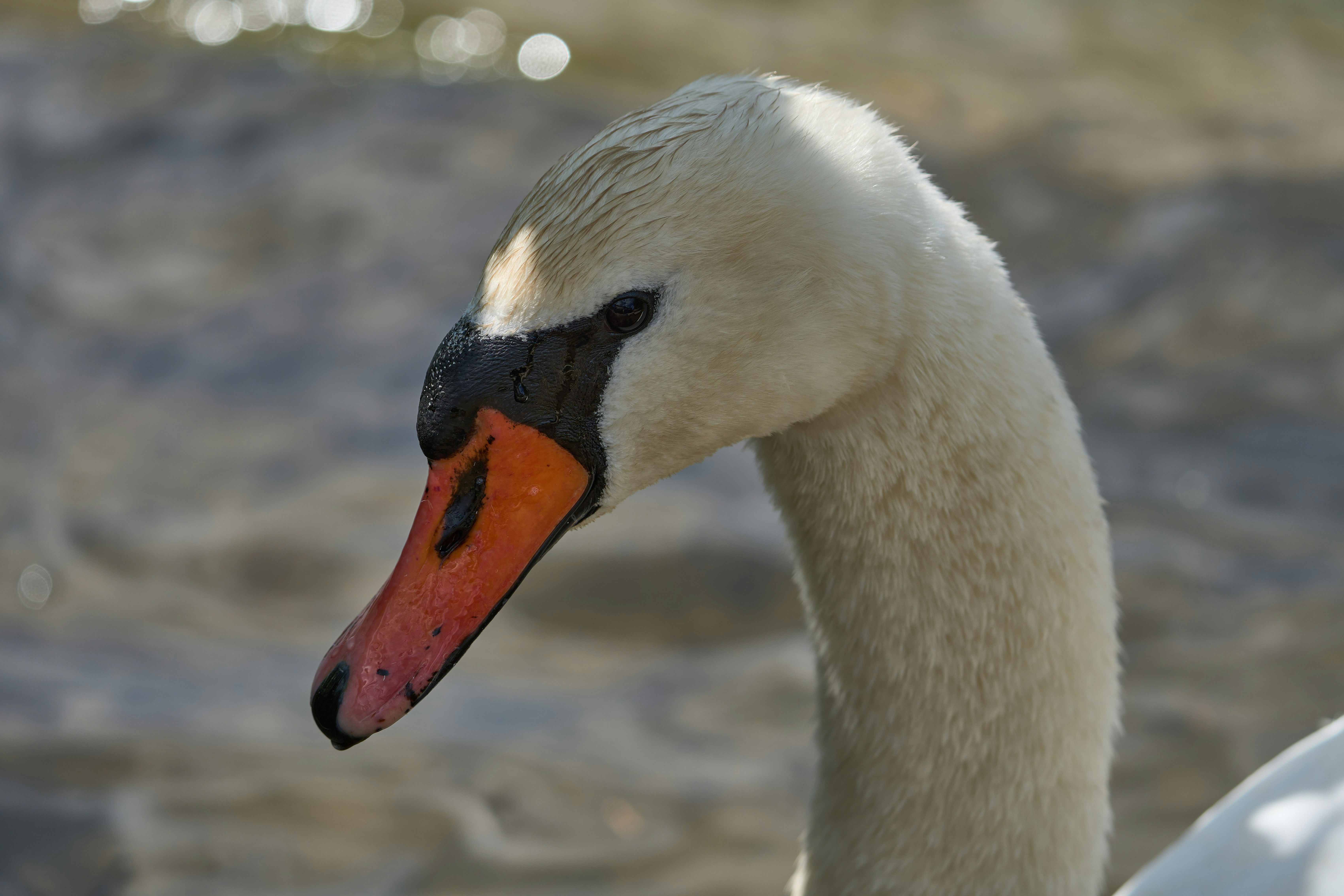 Photo by wolfgang_hasselmann