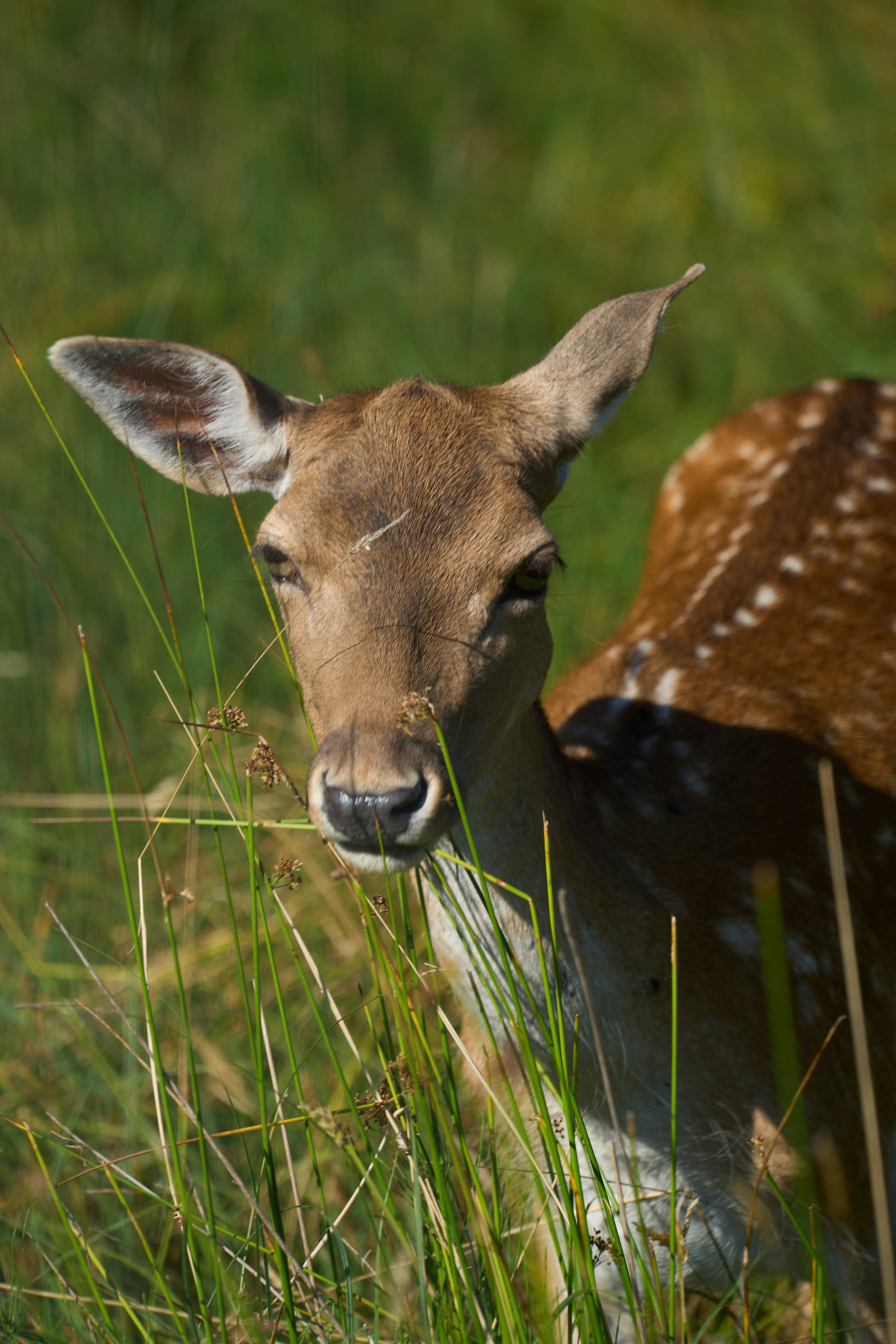 Photo by wolfgang_hasselmann