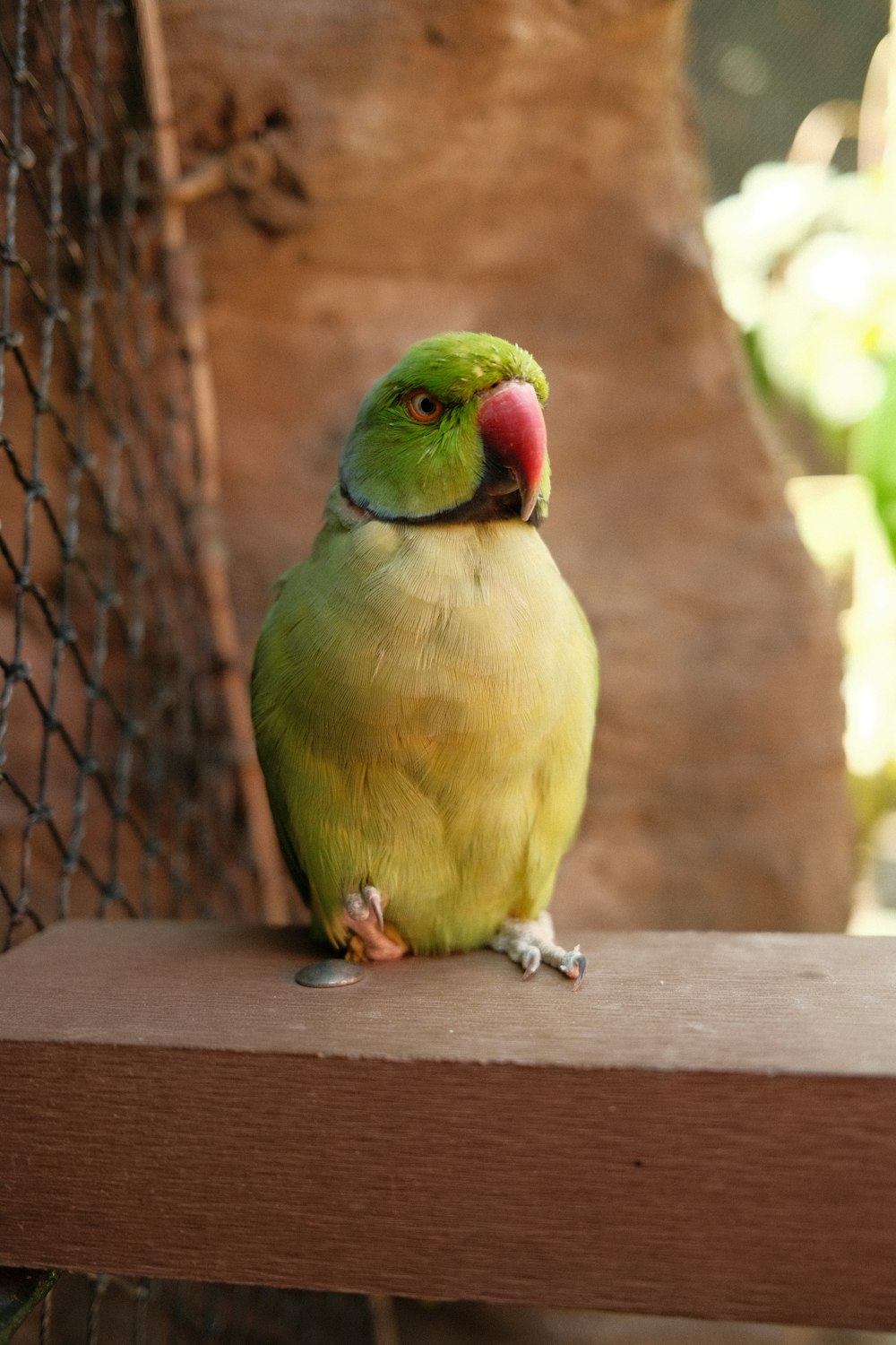 a green bird sitting on a wooden ledge