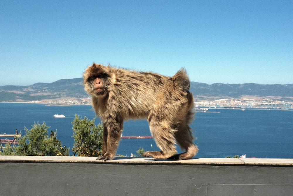 ein Affe, der auf einem Felsvorsprung steht