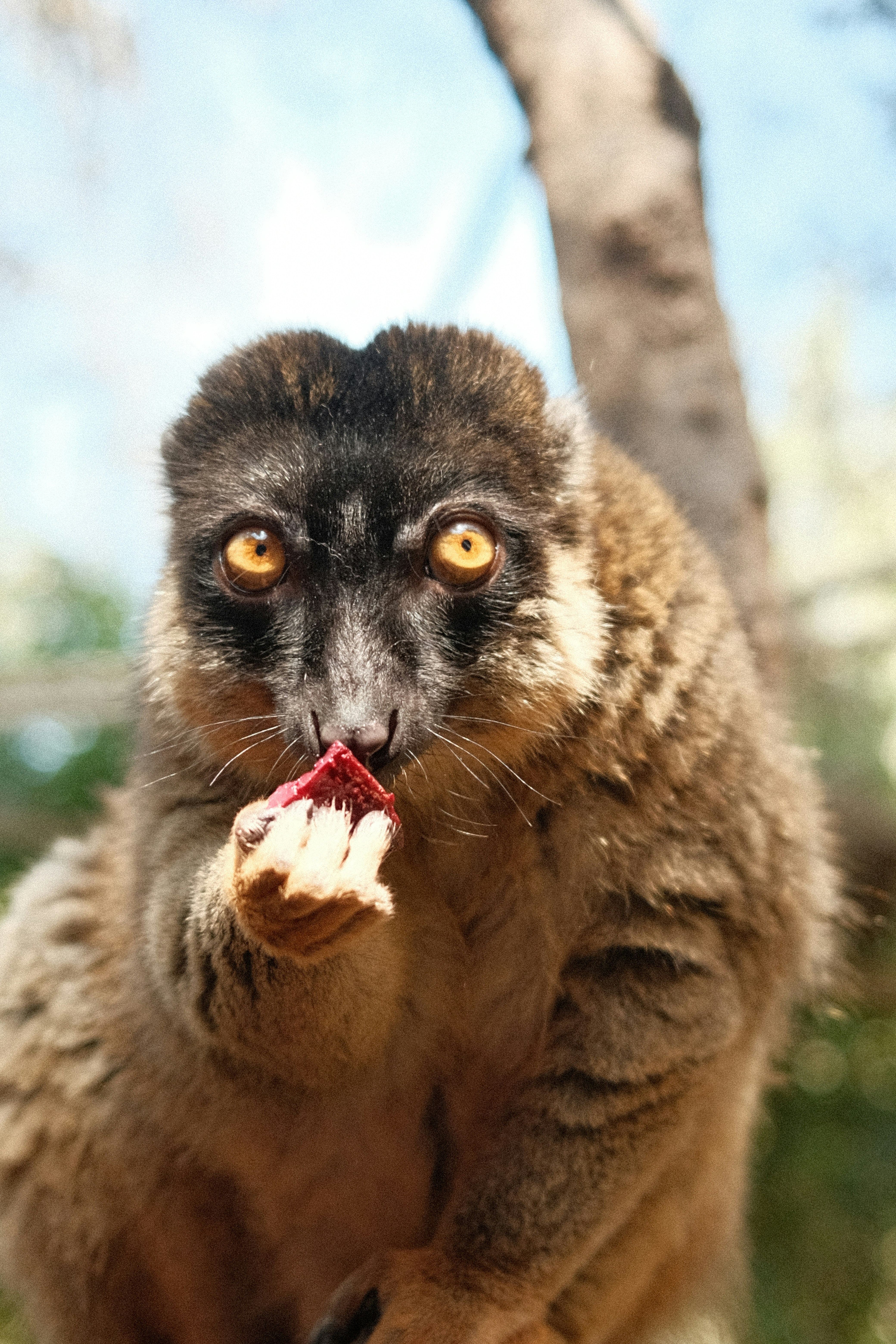 a close up of a small animal on a tree
