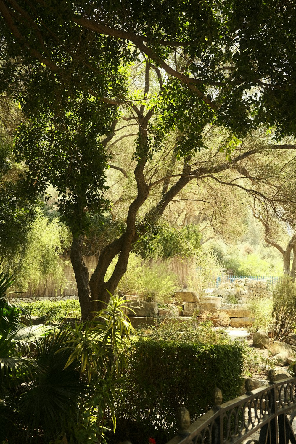 a wooden bench sitting under a tree next to a lush green forest