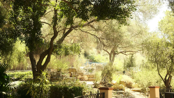 A serene garden scene featuring native Hawaiian plants thriving under dappled sunlight.