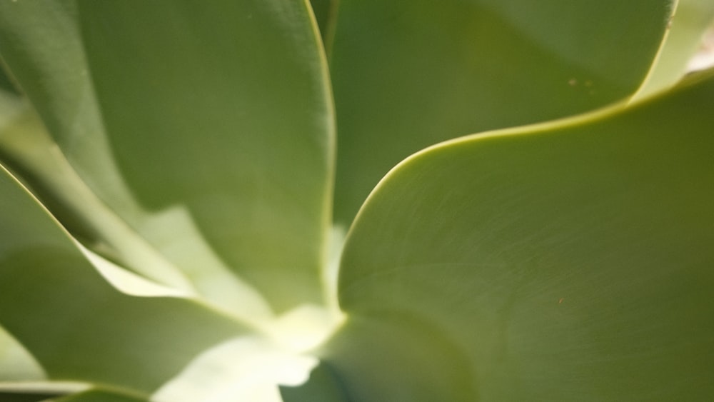 a close up of a large green plant