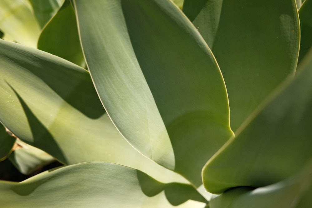 a close up of a plant with green leaves