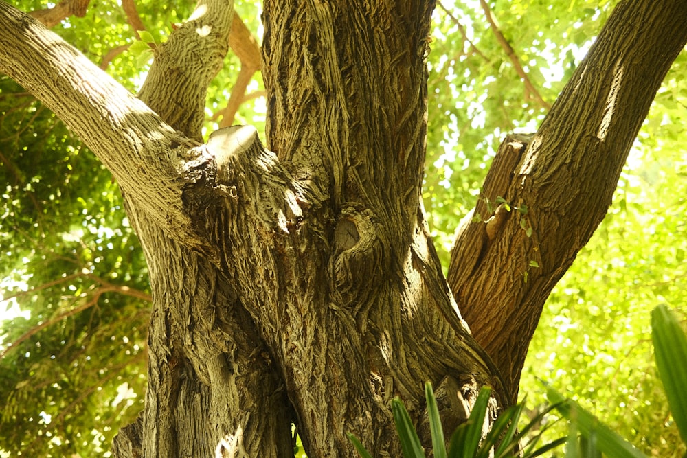 a bird perched on top of a tree next to a lush green forest