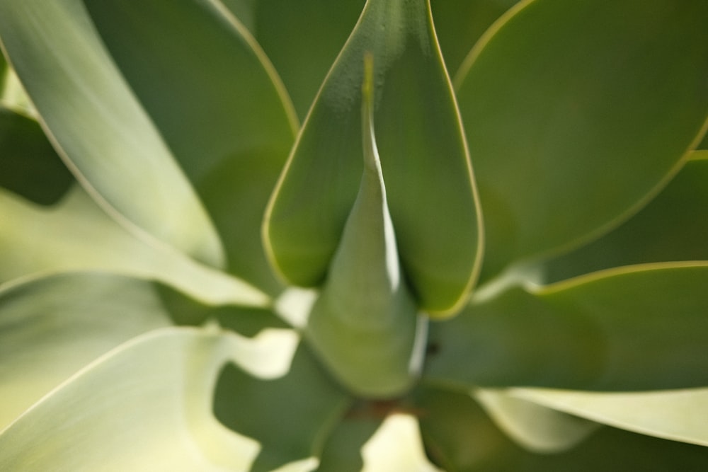 a close up of a plant with green leaves