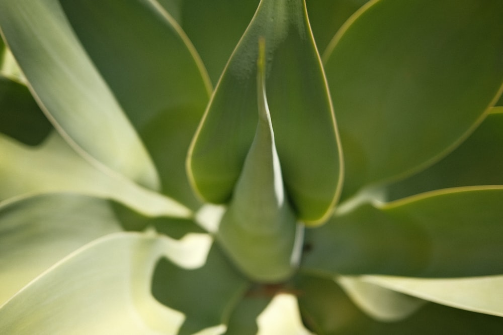 Un primer plano de una planta con hojas verdes