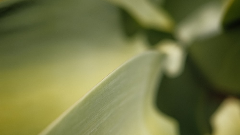 a close up of a plant with green leaves