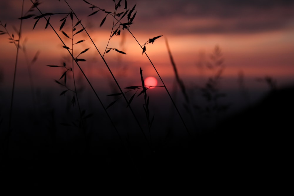 the sun is setting behind some tall grass