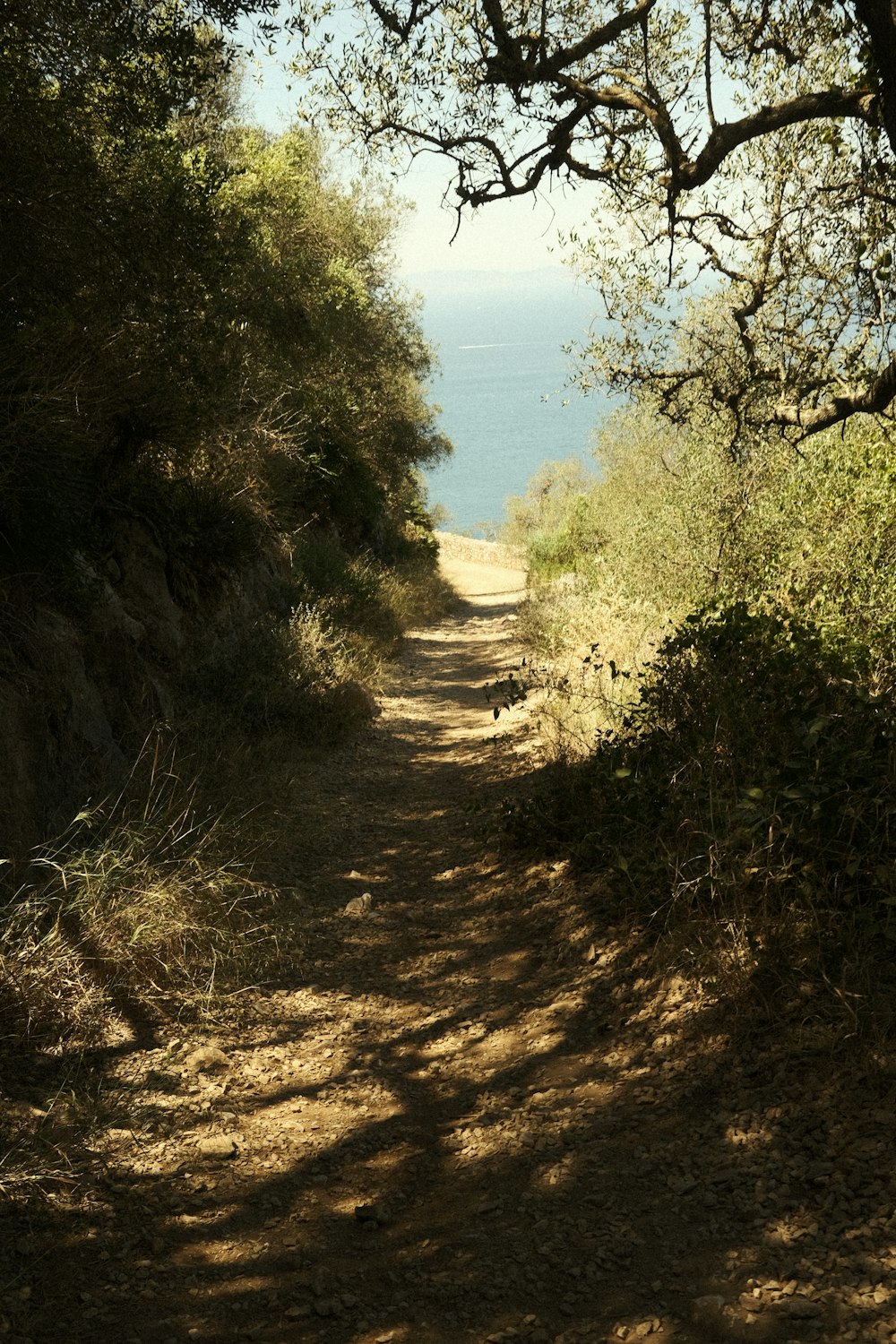 a dirt road with trees and water in the background