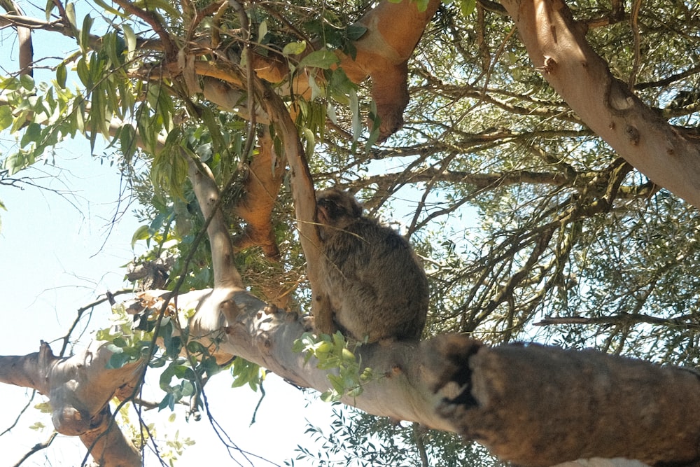 a koala sitting in a tree looking up at the sky