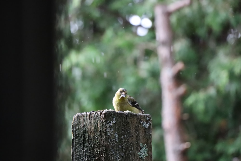 a small bird perched on top of a wooden post