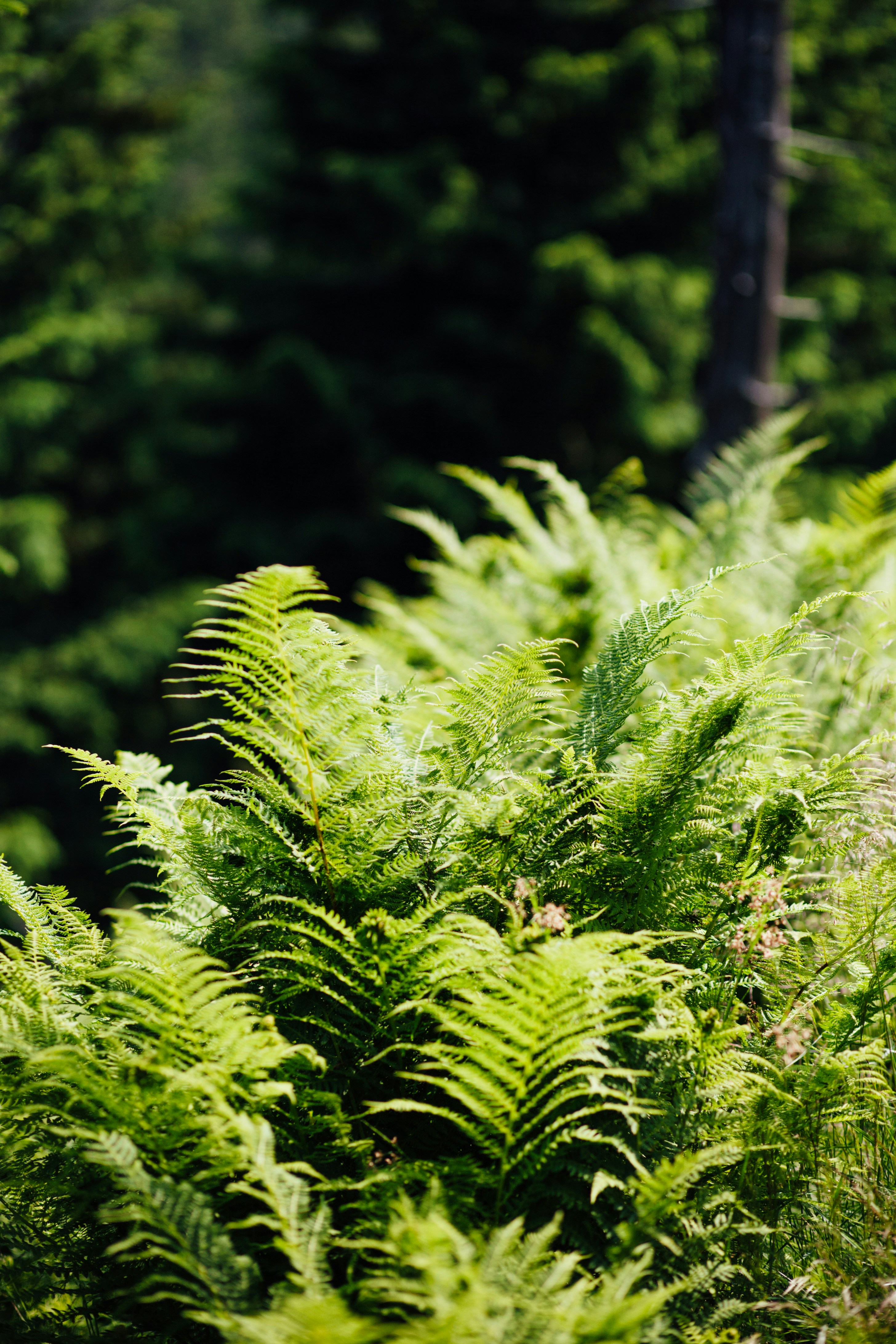 Photo by skatienstuksuma