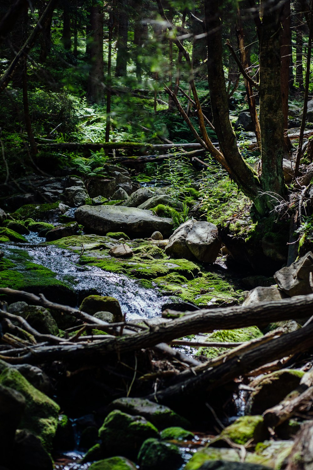 a stream running through a lush green forest