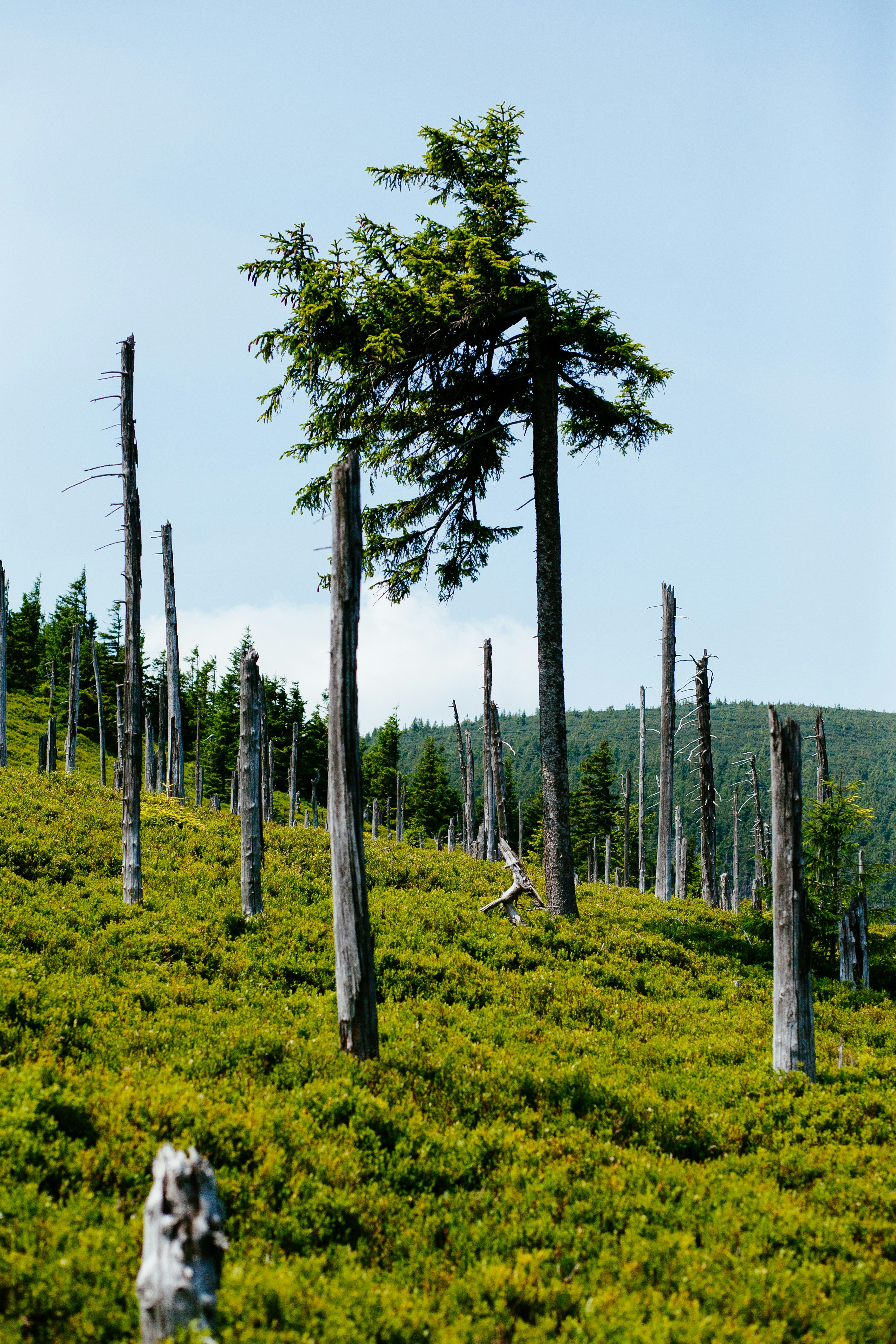 a group of trees that are on a hill
