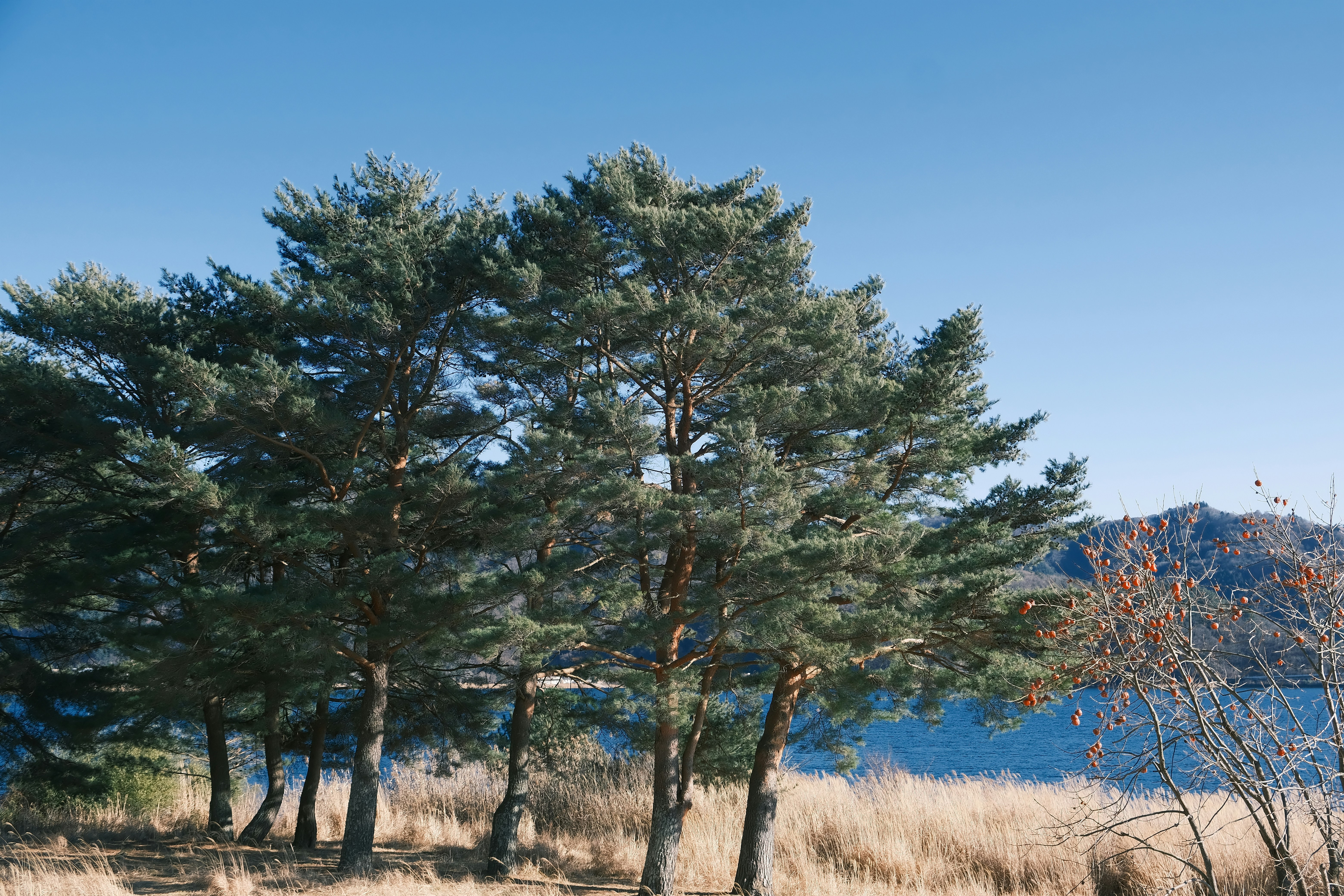 Lakeside Pine Tree and Persimmon Tree with Whimsical Reed Grass