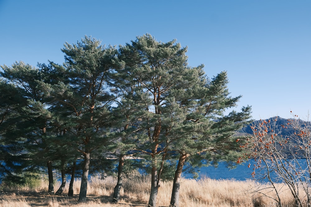 a group of trees sitting next to a body of water