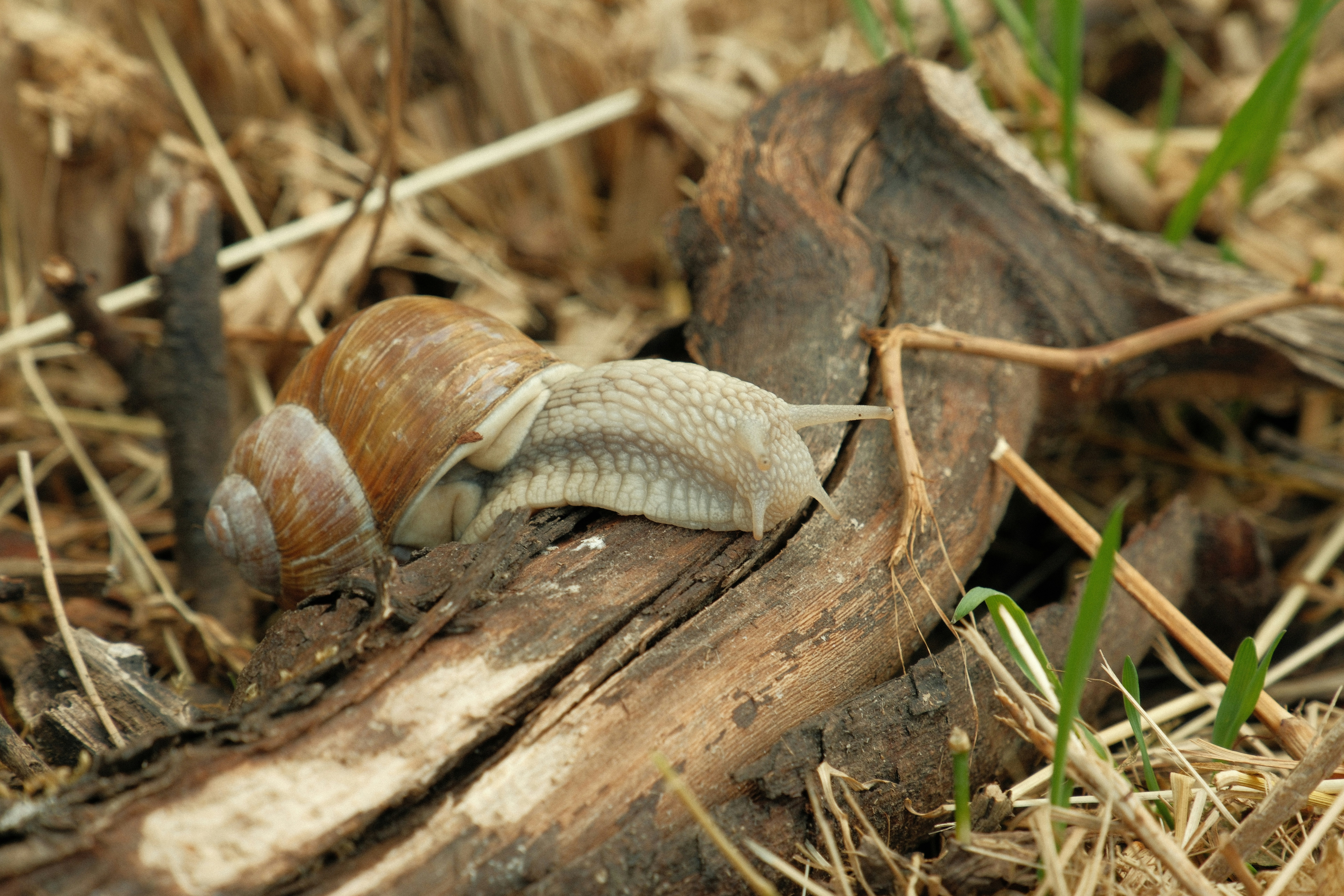 Photo by paulschnuerle