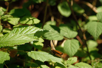 Close-up of a vibrant butterfly resting on a leaf in natural sunlight.
