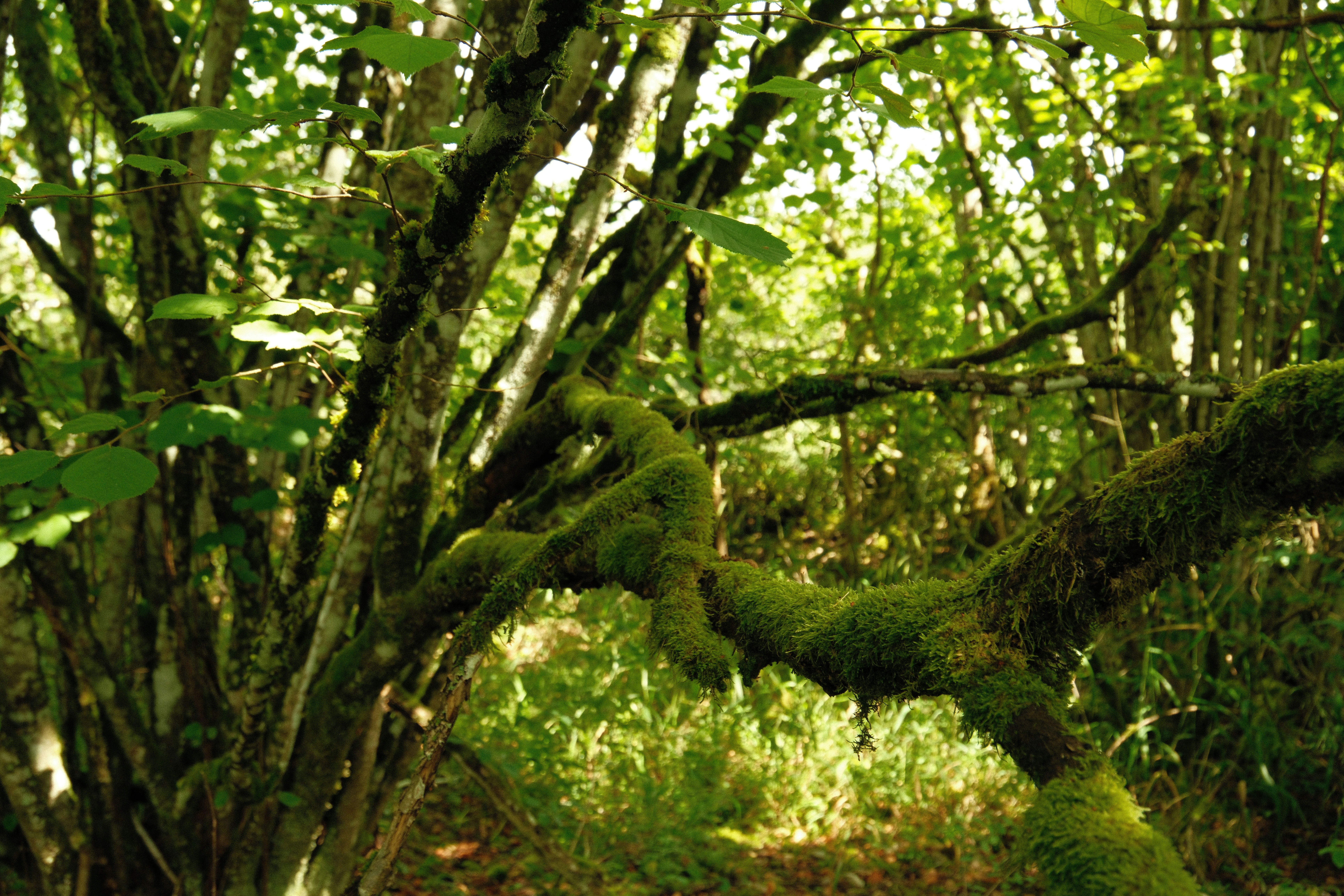 Photo by paulschnuerle