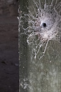 Dewy Spiderweb Wonder