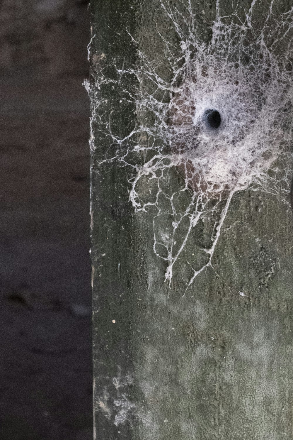 a close up of a spider web on a pole