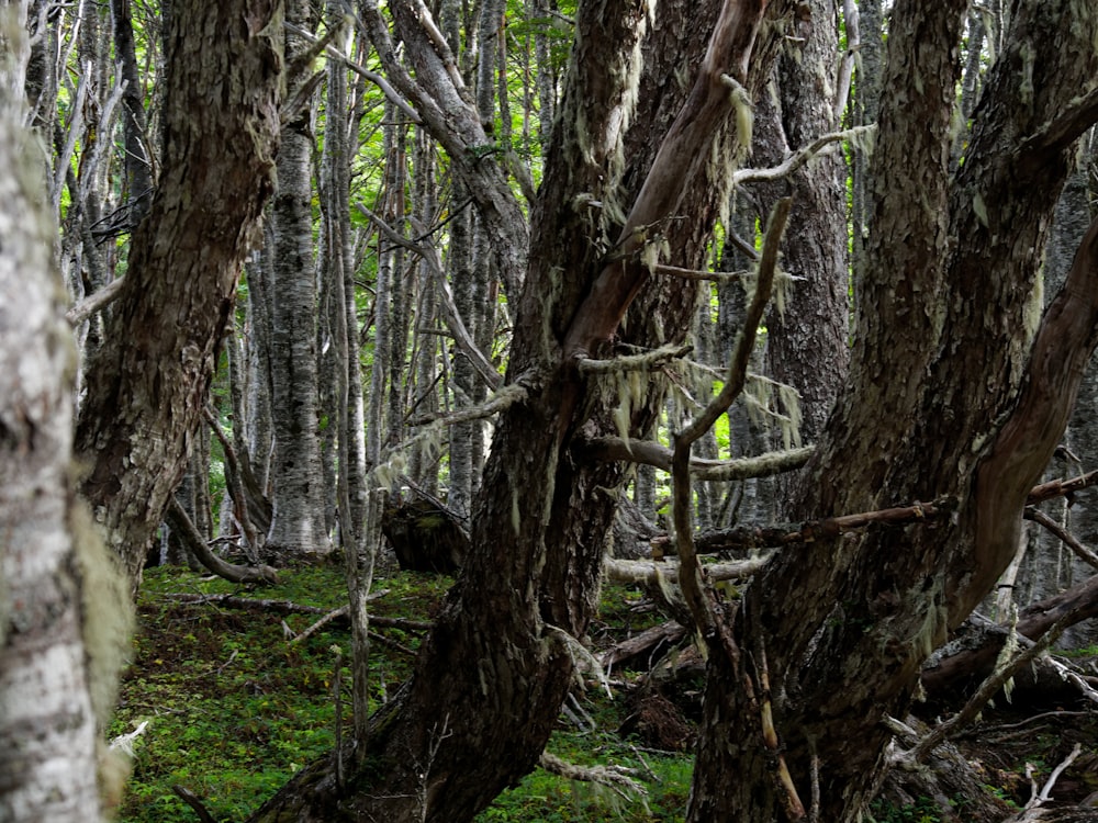 a forest filled with lots of trees covered in moss