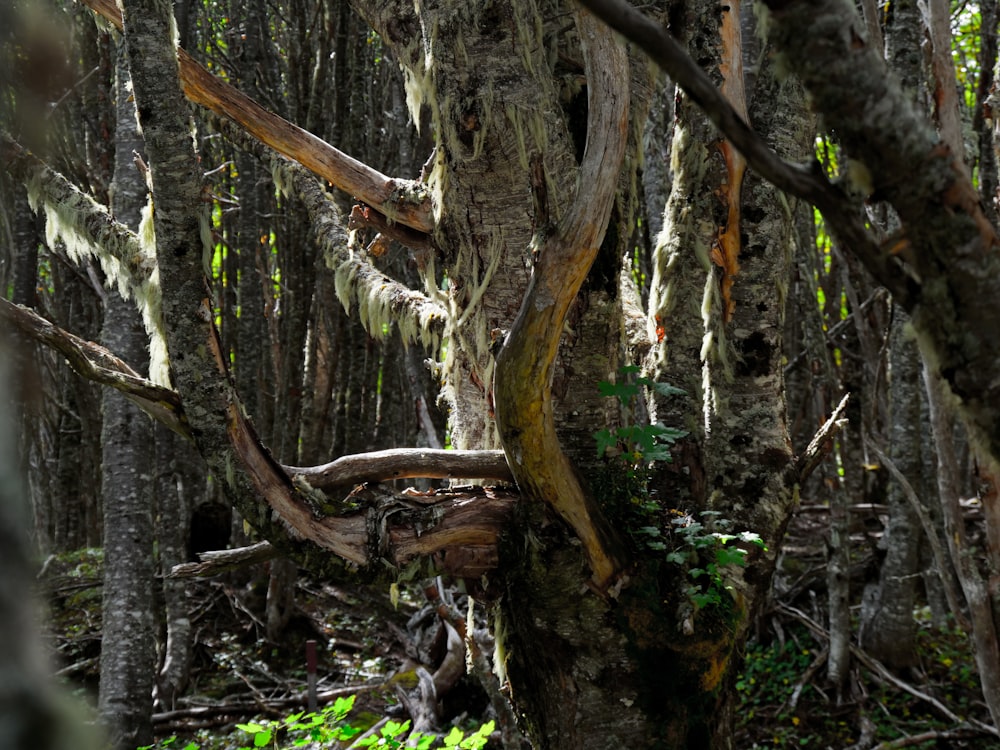 a tree with moss growing on it in a forest