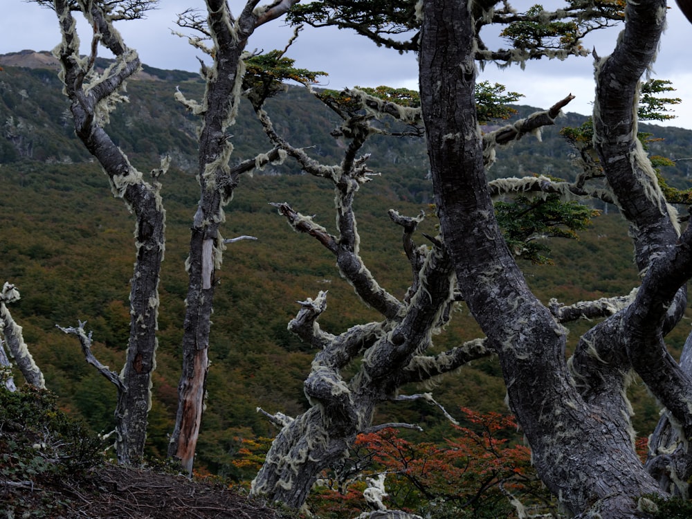 a forest filled with lots of trees covered in lichen