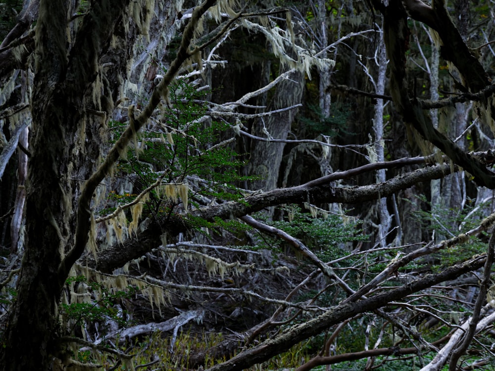 a forest filled with lots of trees covered in moss