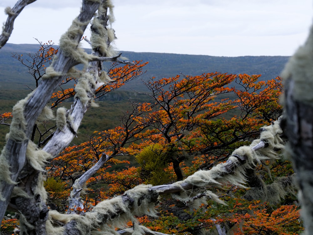 a tree with moss growing on it in the mountains