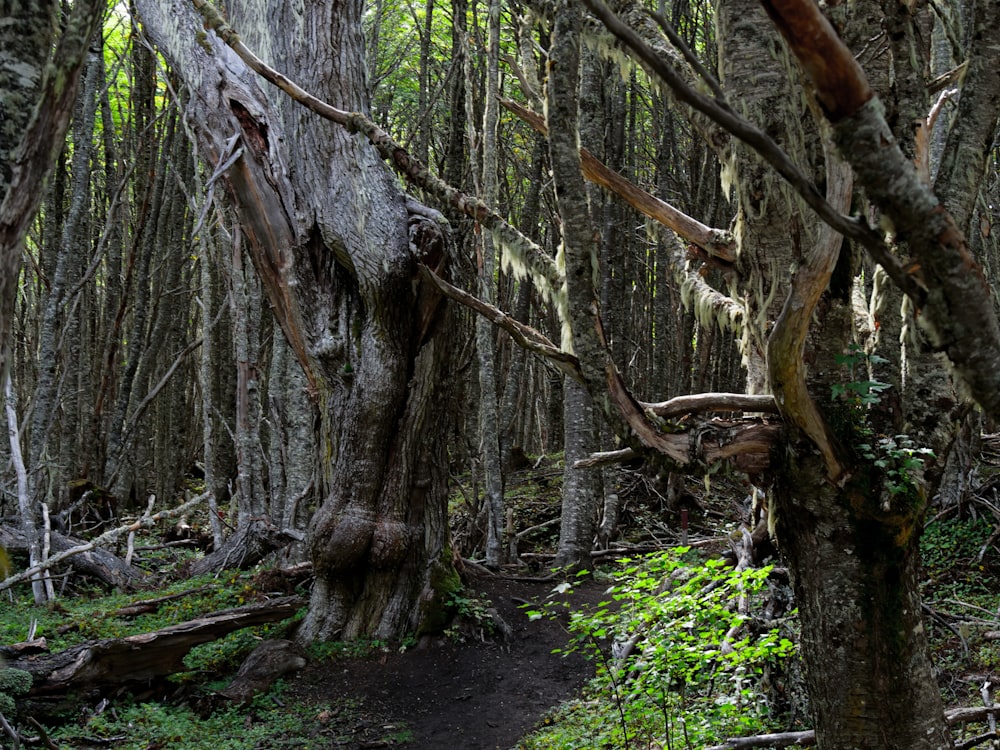 a trail in the middle of a forest with lots of trees