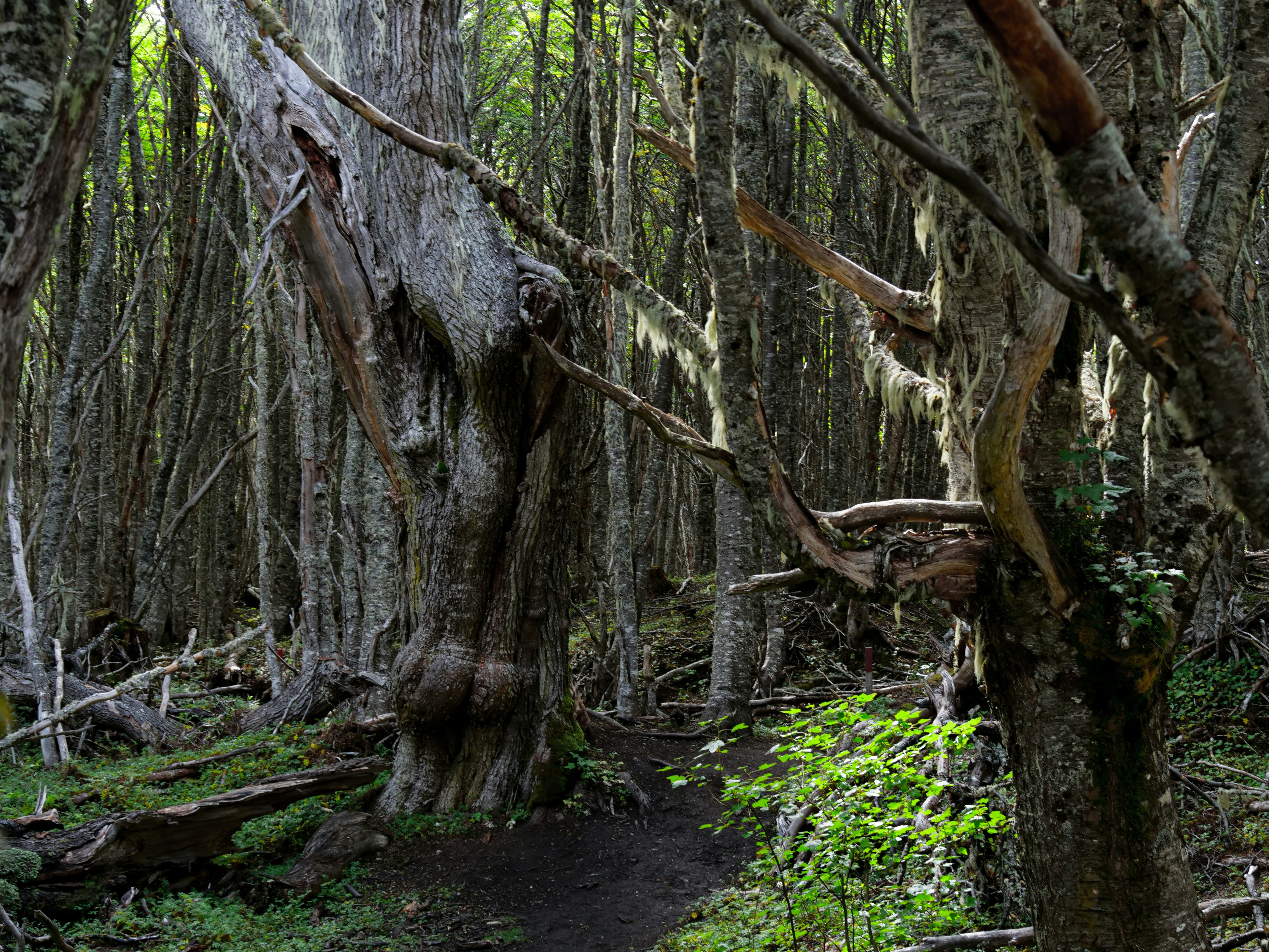 https://images.unsplash.com/photo-1689609335290-92b4ecdc6509?ixid=M3w2MjYzNjJ8MHwxfHNlYXJjaHw5fHxDaGlwb3RsZSUyQyUyMENoaWxpJTI3c3xlbnwwfDB8fHwxNzMwMzk1ODMzfDA&ixlib=rb-4.0.3